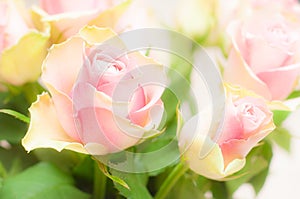 Beautiful pink and green rose flower on white background.