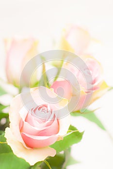 Beautiful pink and green rose flower on white background.