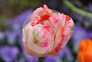 A beautiful pink and green single tulip flower