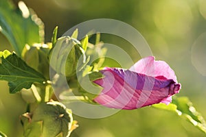 Beautiful pink hibiscus bud growing outdoors, closeup