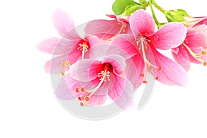 Beautiful pink Hibiscus or Chinese rose flower isolated on a white background