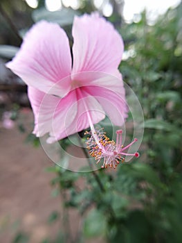 Beautiful pink hibiscus flower