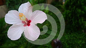 Beautiful pink hibiscus flower blooming in the garden with blurred green background