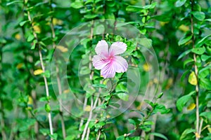 Beautiful pink hibiscus flower blossom in garden