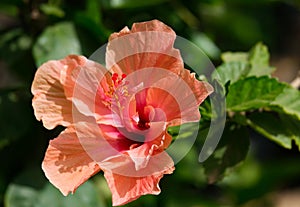 Pink Hibiscus Flower closeup lat.- Hibiscus
