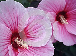 Beautiful pink hibiscus flower shooted closeup photo