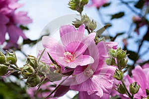 Beautiful pink Hollyhock flowers in the garden