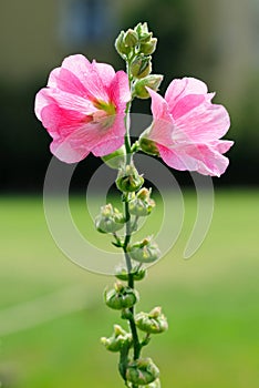 Beautiful Pink Hollyhocks in a Park Backlighted