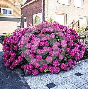 Beautiful Pink Hortensia (Hydrangea Macrophylla) growing in street near house