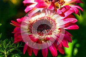 beautiful pink-hued gerbera amid the green foliage of the garden on a late summer afternoon