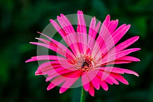 Beautiful pink hybrid Gerbera or Barberton daisy flowers