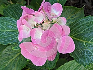 A beautiful pink Hydrangea bloom