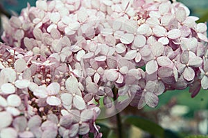 beautiful pink hydrangea blossoming in garden. close up