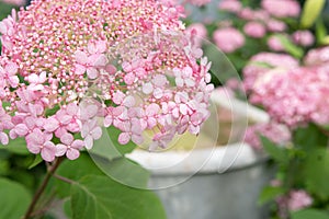 beautiful pink hydrangea blossoming in garden with marble bath at sunny day. close up