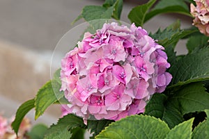Pink hydrangea, close-up