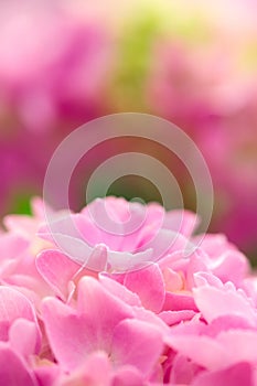 Beautiful Pink Hydrangea Flower Background