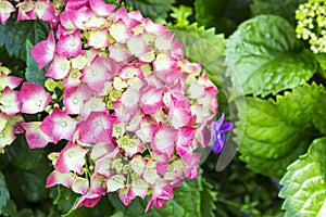 Beautiful pink hydrangea flower over blurred green leaves background