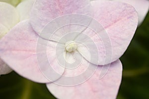 Beautiful pink hydrangea flowers