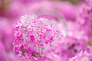 Beautiful pink hydrangea flowers in the garden
