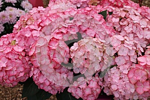 Beautiful pink hydrangea flowers with leaves, closeup