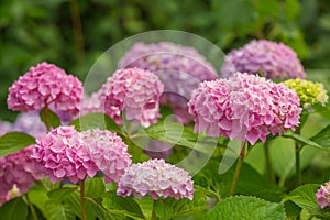 Beautiful Pink Hydrangea Flowers Growing in the Garder