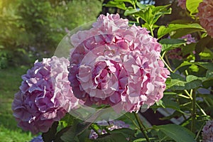 Beautiful pink Hydrangea flowers