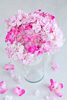 Beautiful pink hydrangea flowers.