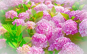 Beautiful pink hydrangea in full bloom