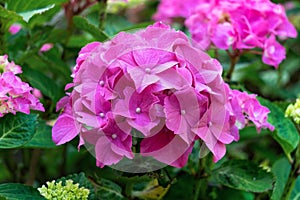 Beautiful Pink Hydrangea macrophylla in summer garden