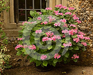 Beautiful pink Hydrangea in pot in front of flint stone wall