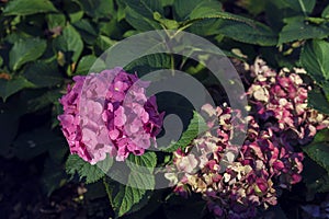 Beautiful pink hydrangeas