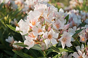 Beautiful  pink hydrangeas bloomed