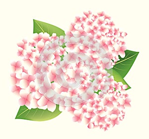 Beautiful Pink Hydrangeas isolated on cream background