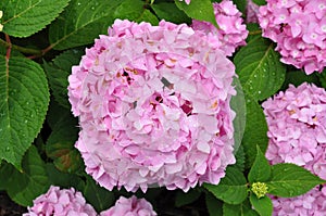 Beautiful Pink Hydrangeas