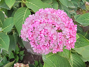 Beautiful pink hydrangeas