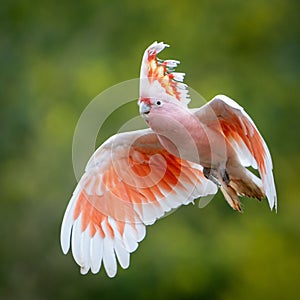 Beautiful pink Inca cockatoo (Lophochroa leadbeateri) soaring against a green background