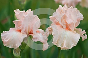 Beautiful pink iris