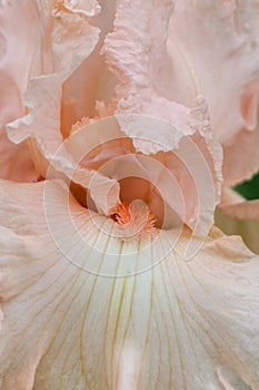 Beautiful pink iris