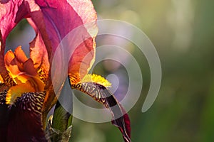 The beautiful pink iris in the sunlight.