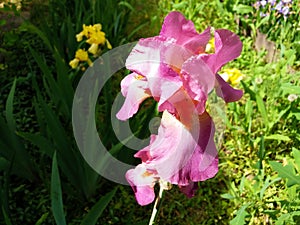 Beautiful pink iris