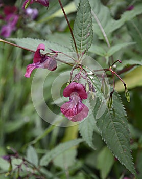Beautiful pink iris in the wild