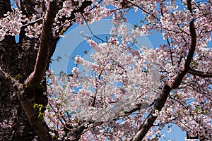 Beautiful pink Japanese Cherry Blossom (Sakura) flowers during springtime on a sunny, bright day
