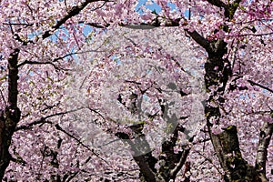 Beautiful pink Japanese Cherry Blossom (Sakura) flowers during springtime on a sunny, bright day
