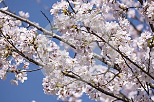 beautiful pink Japanese cherry blossoms flower or sakura bloomimg on the tree branch. Small fresh buds and many petals layer