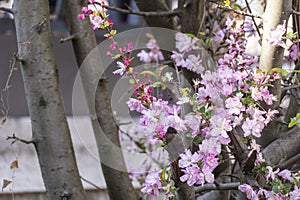 beautiful pink Japanese cherry blossoms flower or sakura bloomimg on the tree branch. Small fresh buds and many petals layer