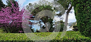 Beautiful pink Judas tree among green plants.