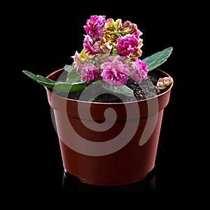 beautiful pink Kalanchoe or Flaming Katy flower in small pot on a black background