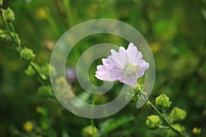 Beautiful pink Lavatera, wild mallow macro. Green blurred background. photo