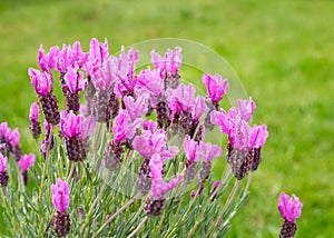 Beautiful pink lavender blossom