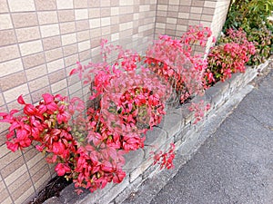 beautiful pink leavy plant on the street side